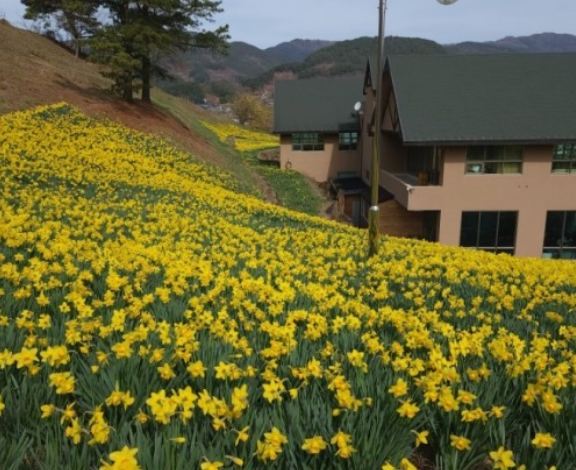 전국수선화명소