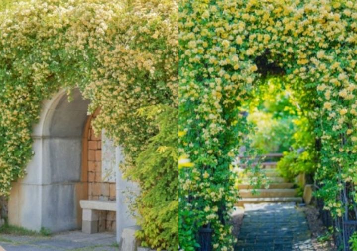 보타닉뮤지엄 묵향장미터널 전경