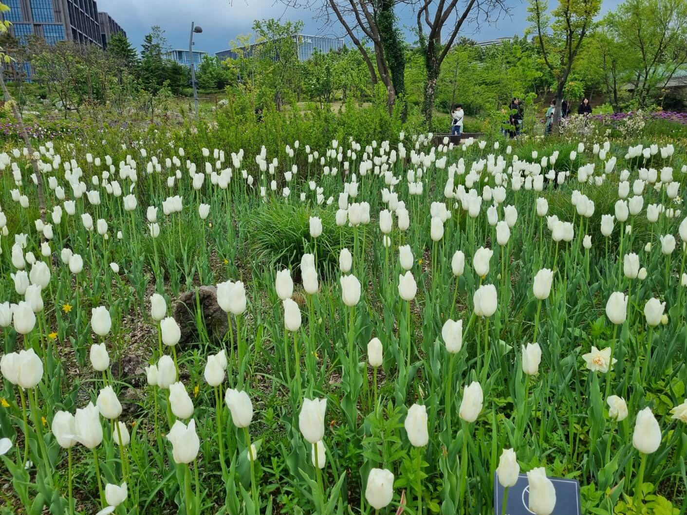 보라매공원 2025 서울 국제정원박람회 일정 가는 길