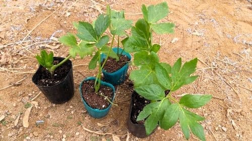 신선초-재배-파종시기-모종-심는시기-정식시기-수확시기