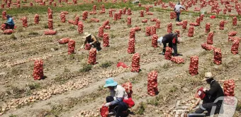 nv_양파 수확시기_15