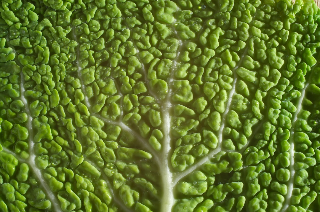 Cabbage
