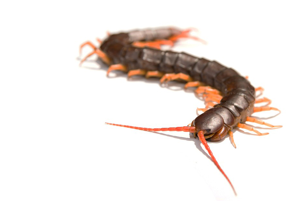 지네(Sentipede)