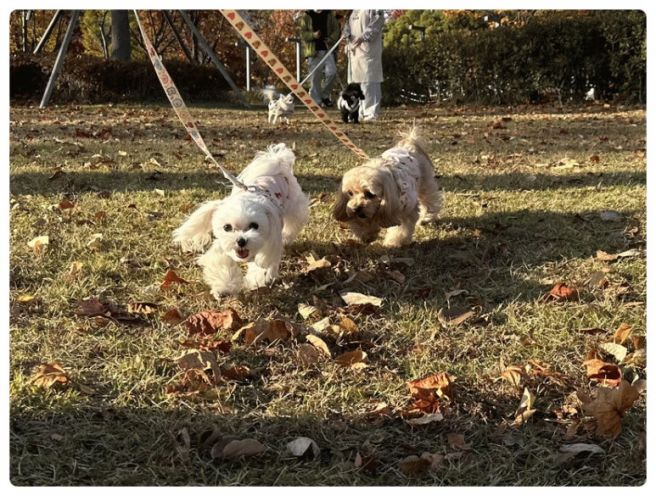 제주도 강아지 유치원 비용