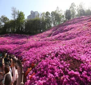 철쭉이 흐드러지는 봄날, 2025 군포 철쭉축제
