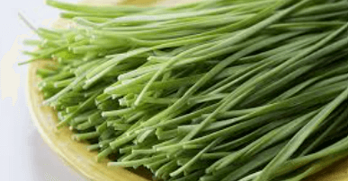 부추 보관법과 신선하게 오래 먹는 방법