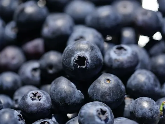 냉동 블루베리 활용