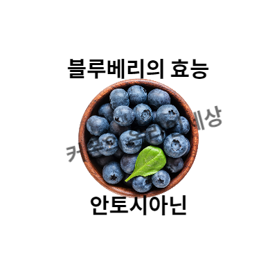 블루베리의 효능