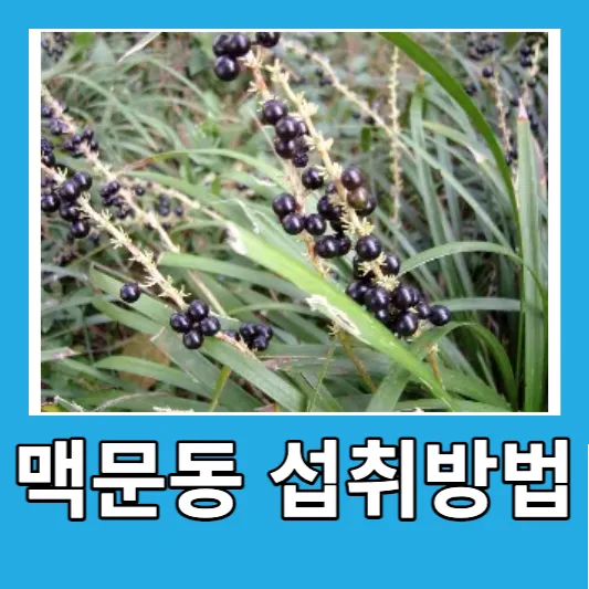 맥문동 섭취방법