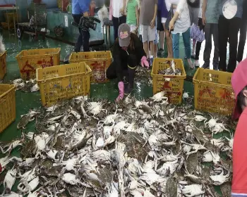 서천 홍원항 자연산 전어 꽃게 축제_10