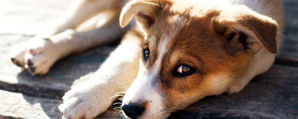강아지 나이 알아보는 방법 10