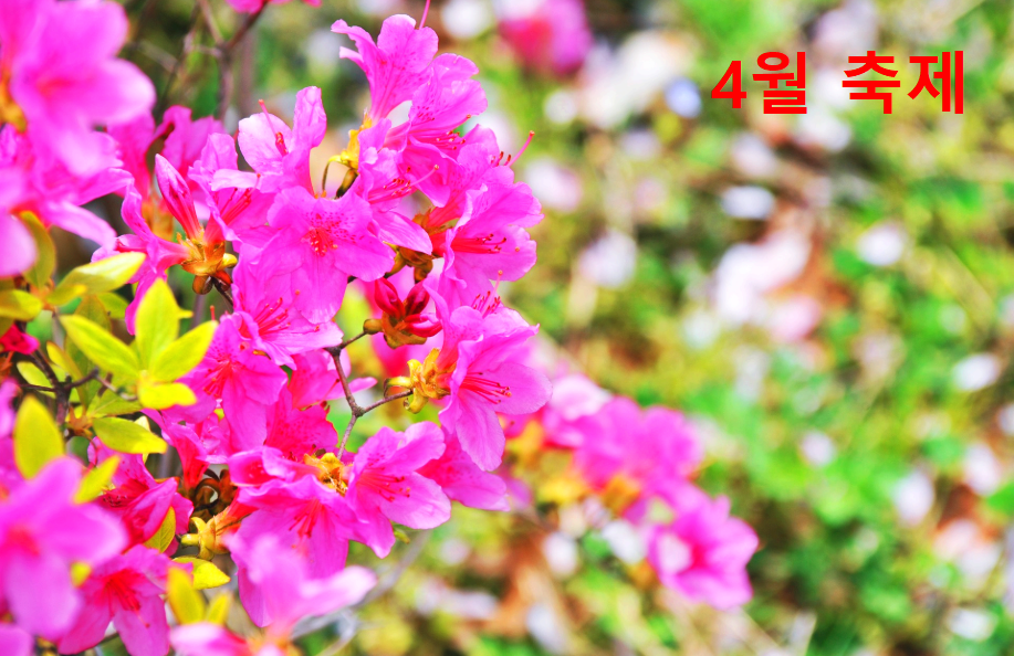 4월 축제