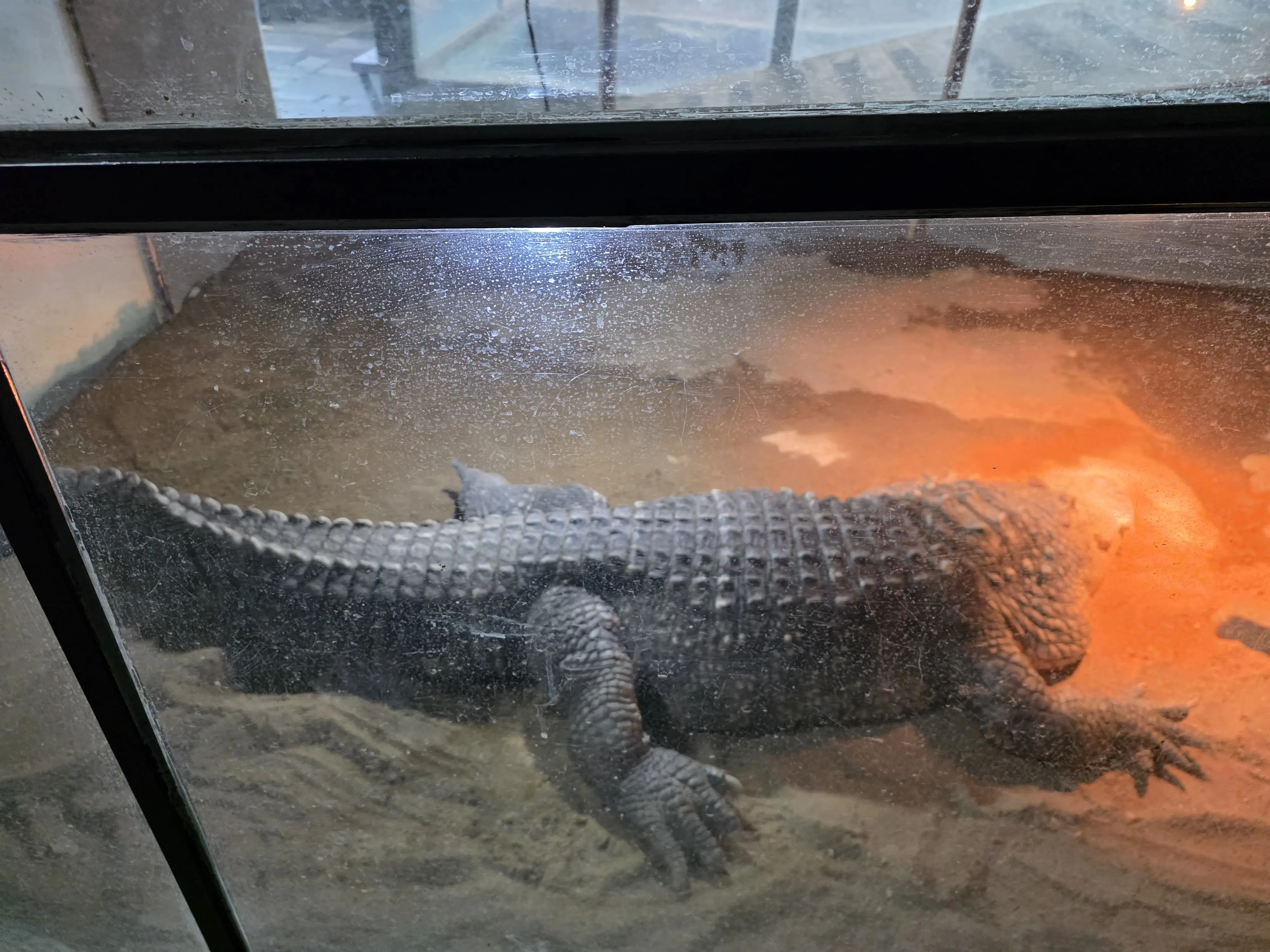 유리 수조 안에서 열 lamps 아래 쉬고 있는 악어