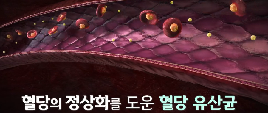 혈당유산균 효능