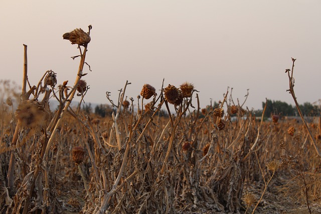 사망신고시 필요한 서류 안내