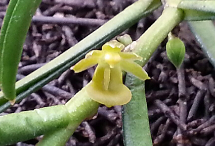 파비플로라-부작용