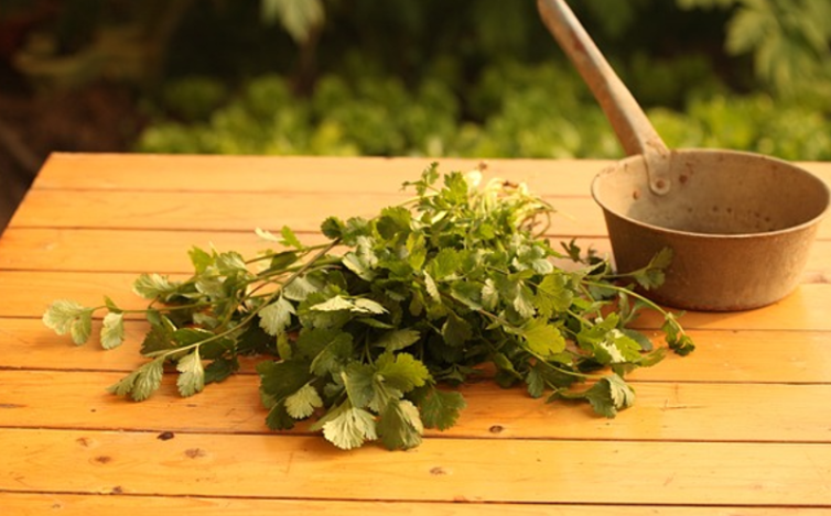 고대 인카 제국의 의학과 약용 식물 활용