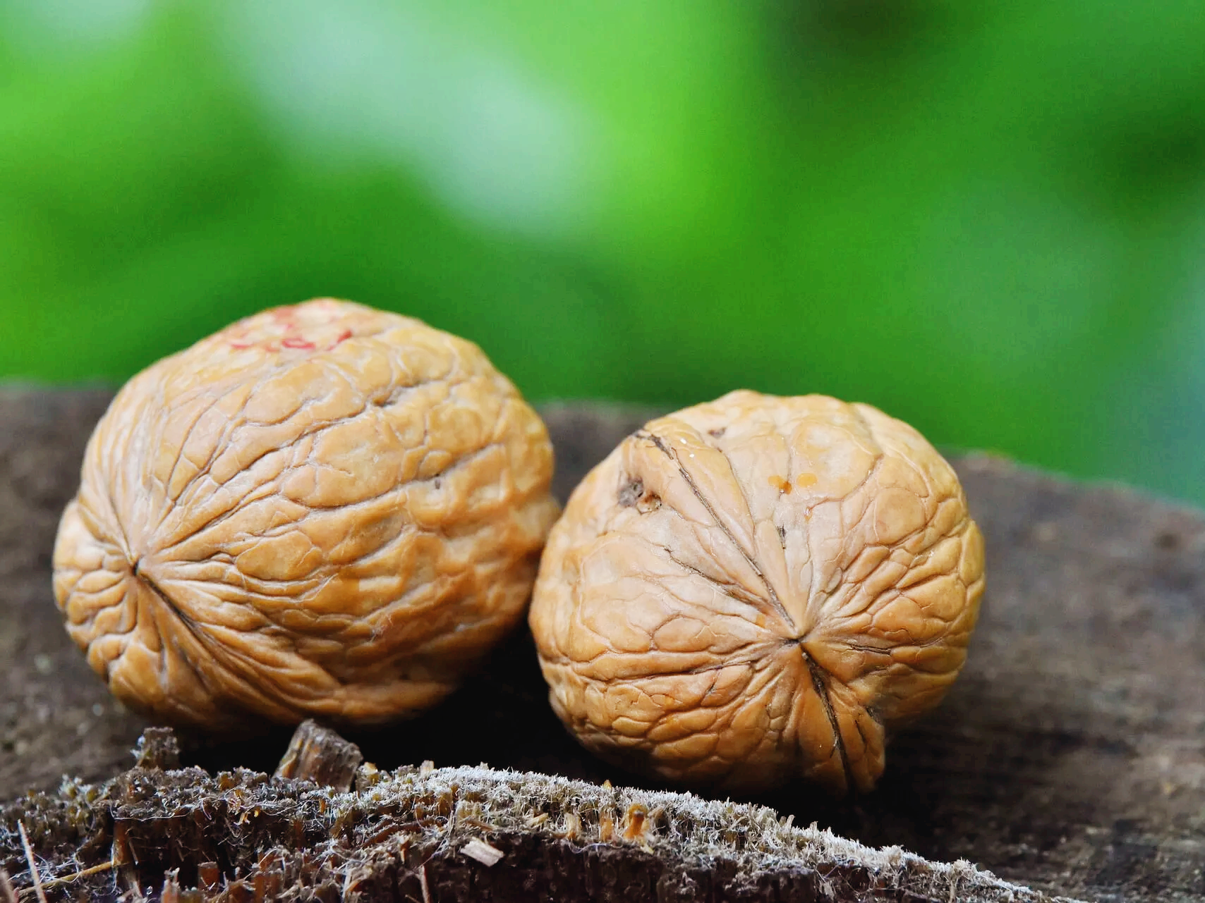 호두의 효능 신경 보호