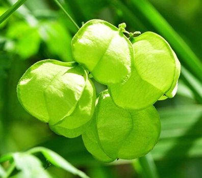 가을에 피는 꽃 풍선덩굴