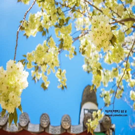 벚꽃 개화시기 2023