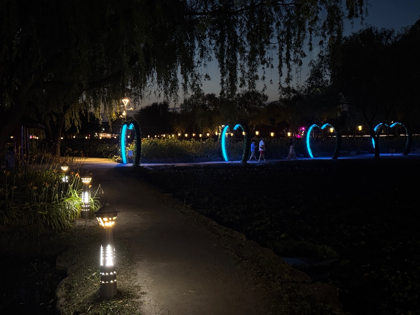 궁남지 연꽃 야경