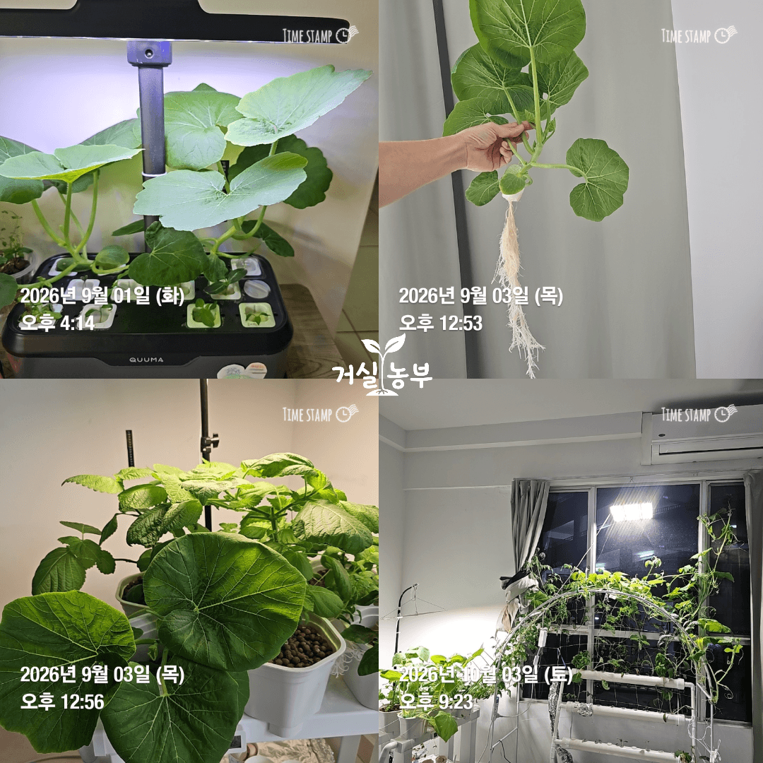수경재배기 2호에서 아치형 지지대를 따라 창가까지 자란 단호박