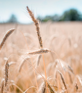 보리차 효능 및 부작용, 물대신 괜찮을까? (하루 권장량)
