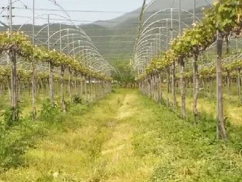 포도 재배 전정 시기 봉지 씌우기 병해 예방_5