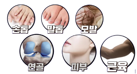 손톱,발톱,머리카락,근육,연골,피부 이미지