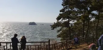 서천 마량리 동백나무 숲 개화 코스_8