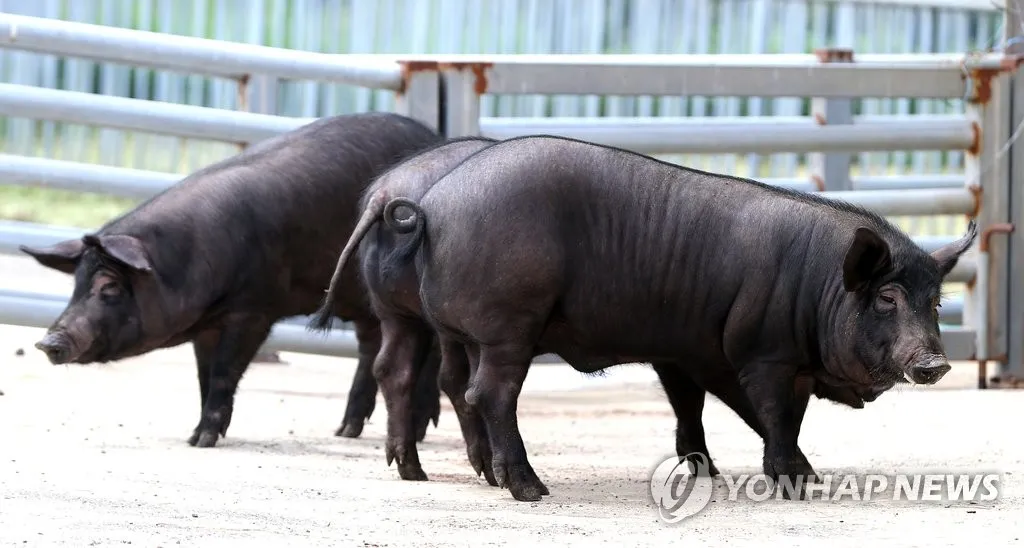 제주 흑돼지 거리 추천 고기집과 대기시간 정보_9