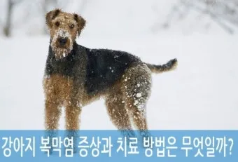 강아지 복막염 원인과 치료 방법_21