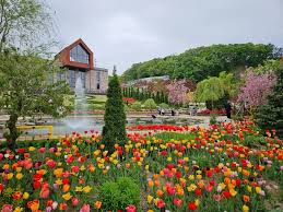 용인 자작나무숲 봄꽃 축제