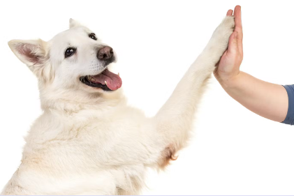 개에게 상하관계