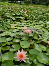 한 여름 넓은 연 꽃 밭에 핀 분홍색 연꽃과 
초록색 연 잎 풍경