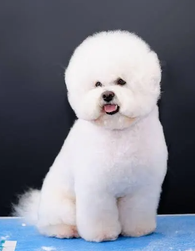 비숑 프리제
