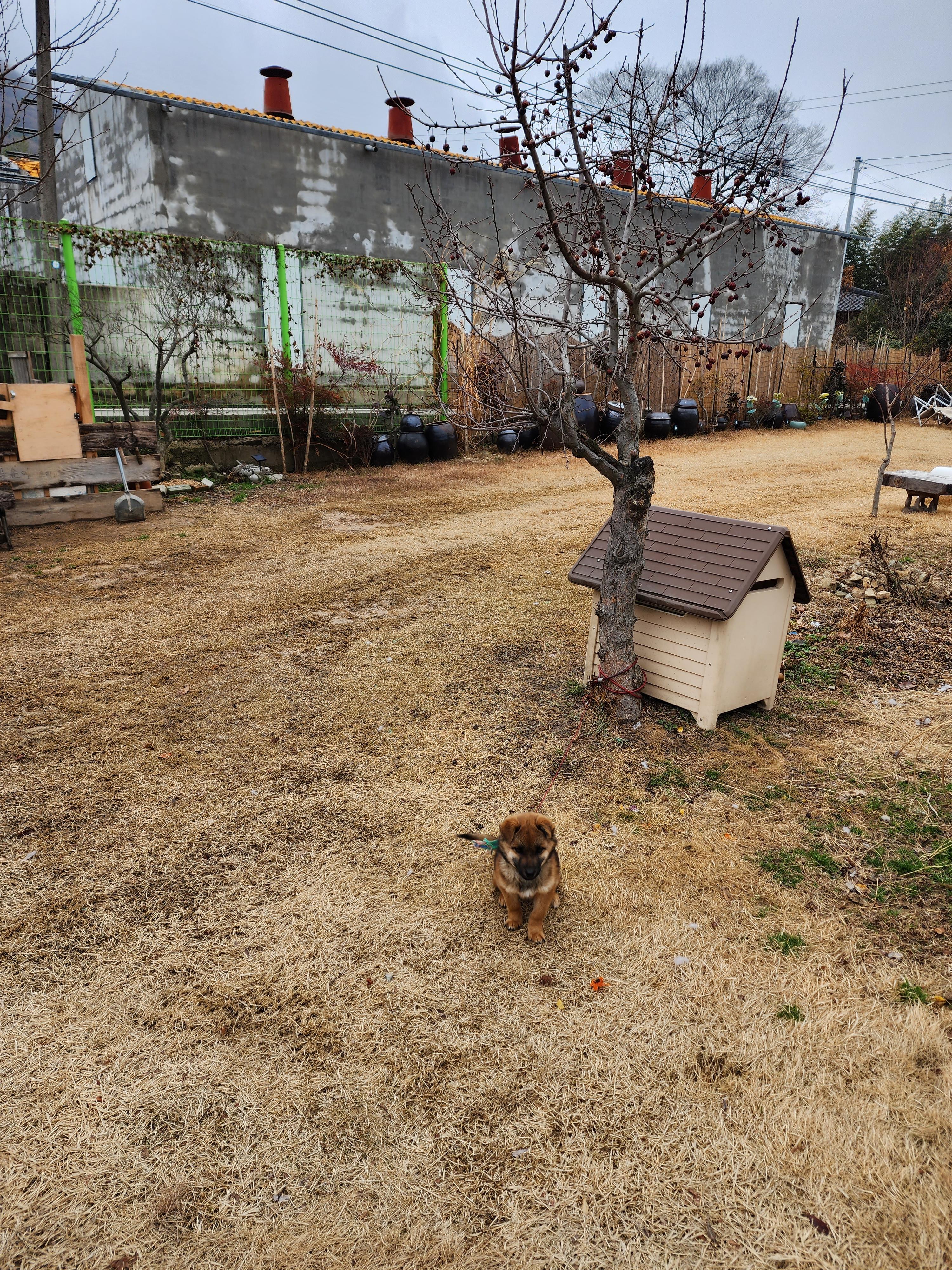 리시안셔스 카페 강아지