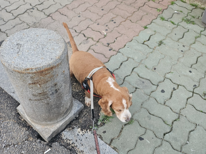 강아지 배변활동