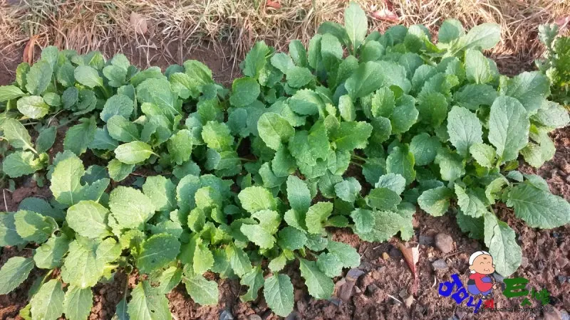 겨울초 파종시기 심는 시기 나물 요리법 농업 재배_2