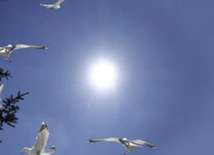 초복 인사 문자 알아보기, 무료 다운로드, 초복 의미와 유래