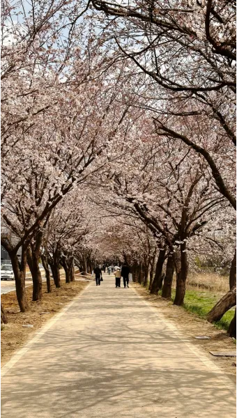 벚꽃 명소 추천 축제 유명한곳_5