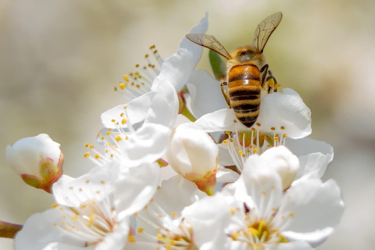 벌을 키우며 환경을 지키는 도시 양봉(Urban Beekeeping)