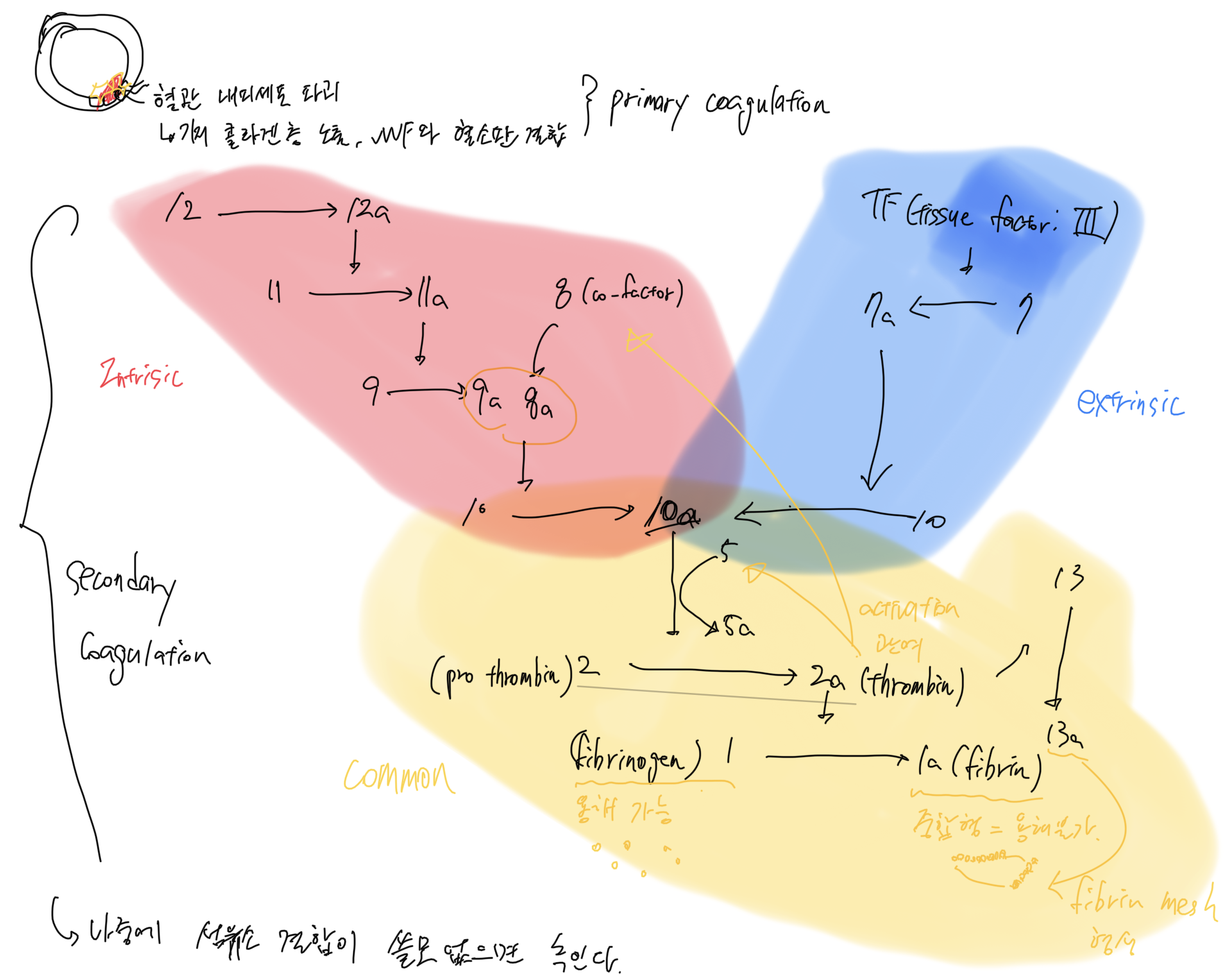 coagulation_cascade