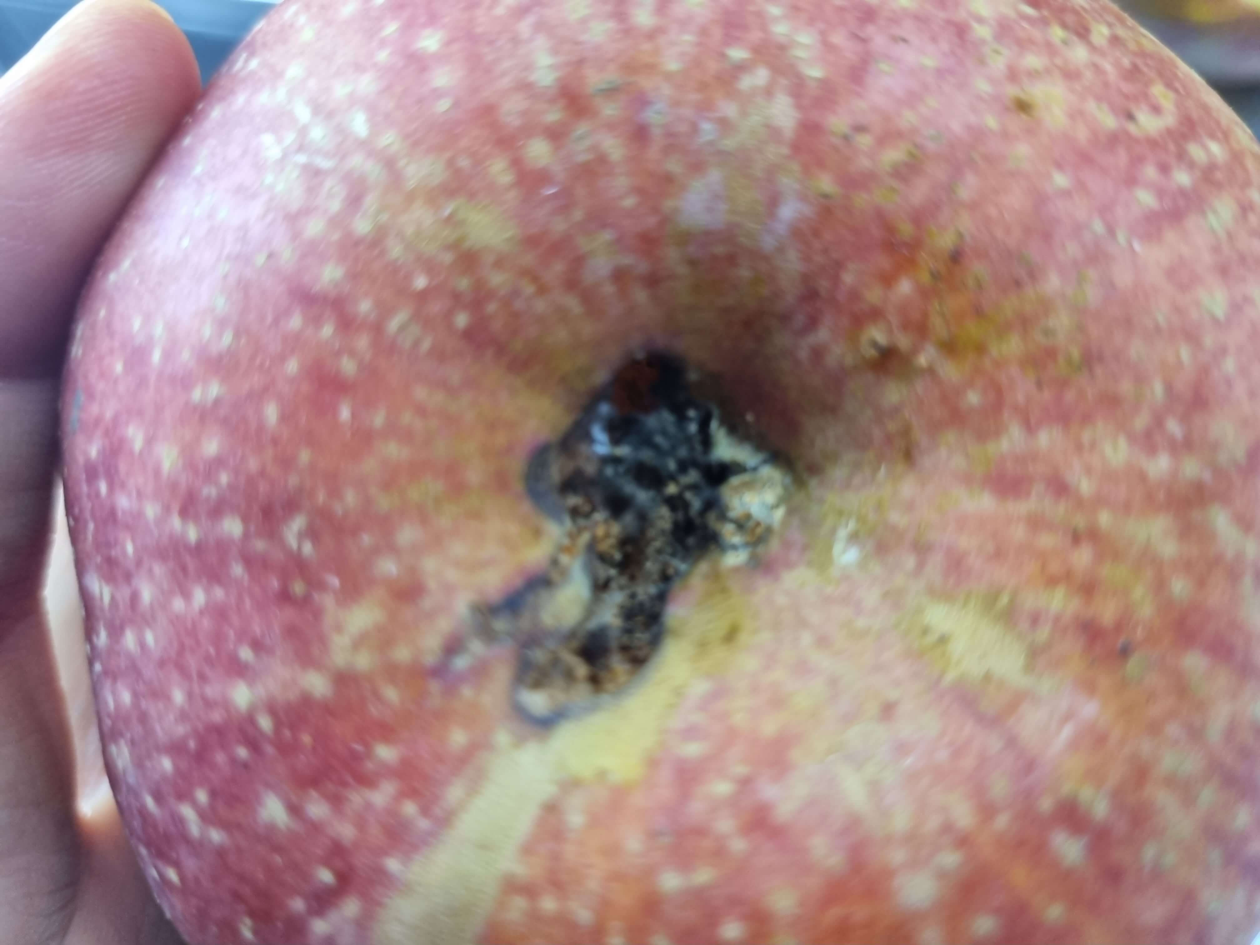 가운데 썩은 사과