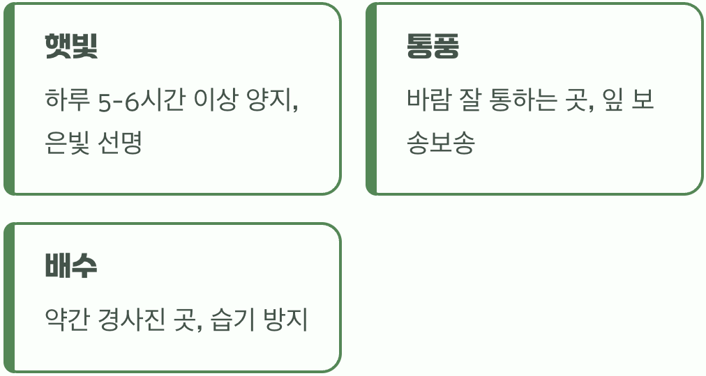 은빛 잎을 위한 최고의 명당