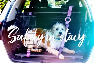 강아지의 적응을 돕는 이동장 사용 요령