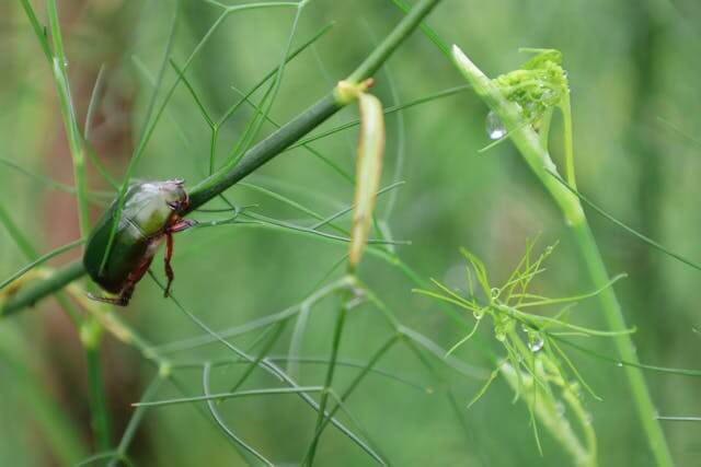 러브버그 퇴치 완벽 가이드