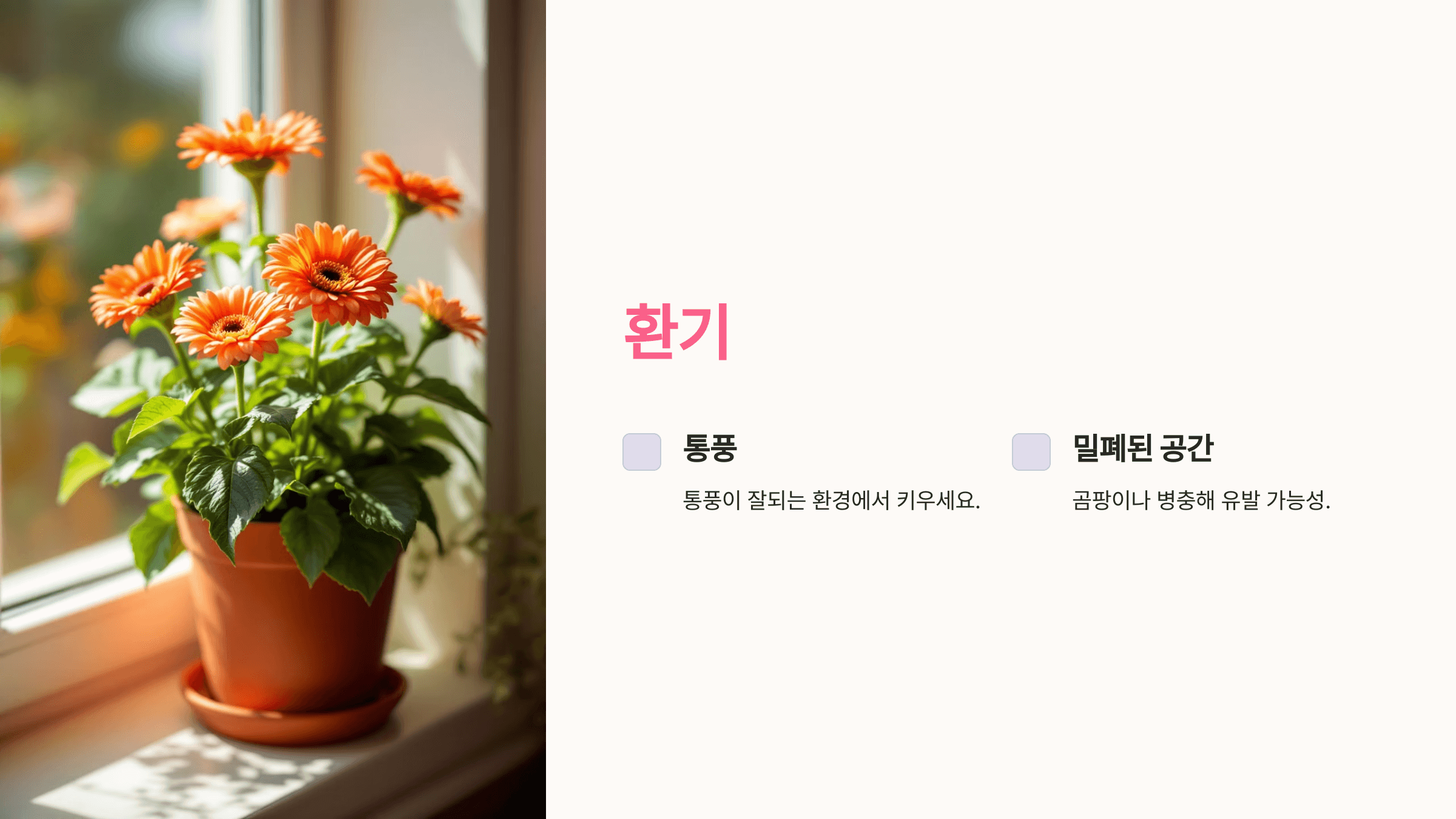 거베라 사진입니다.