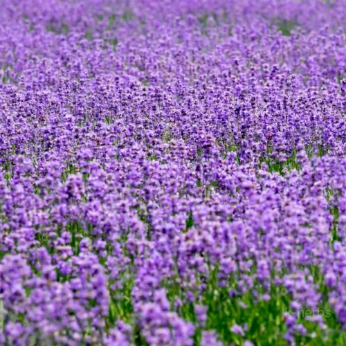 라벤더 재배 밭