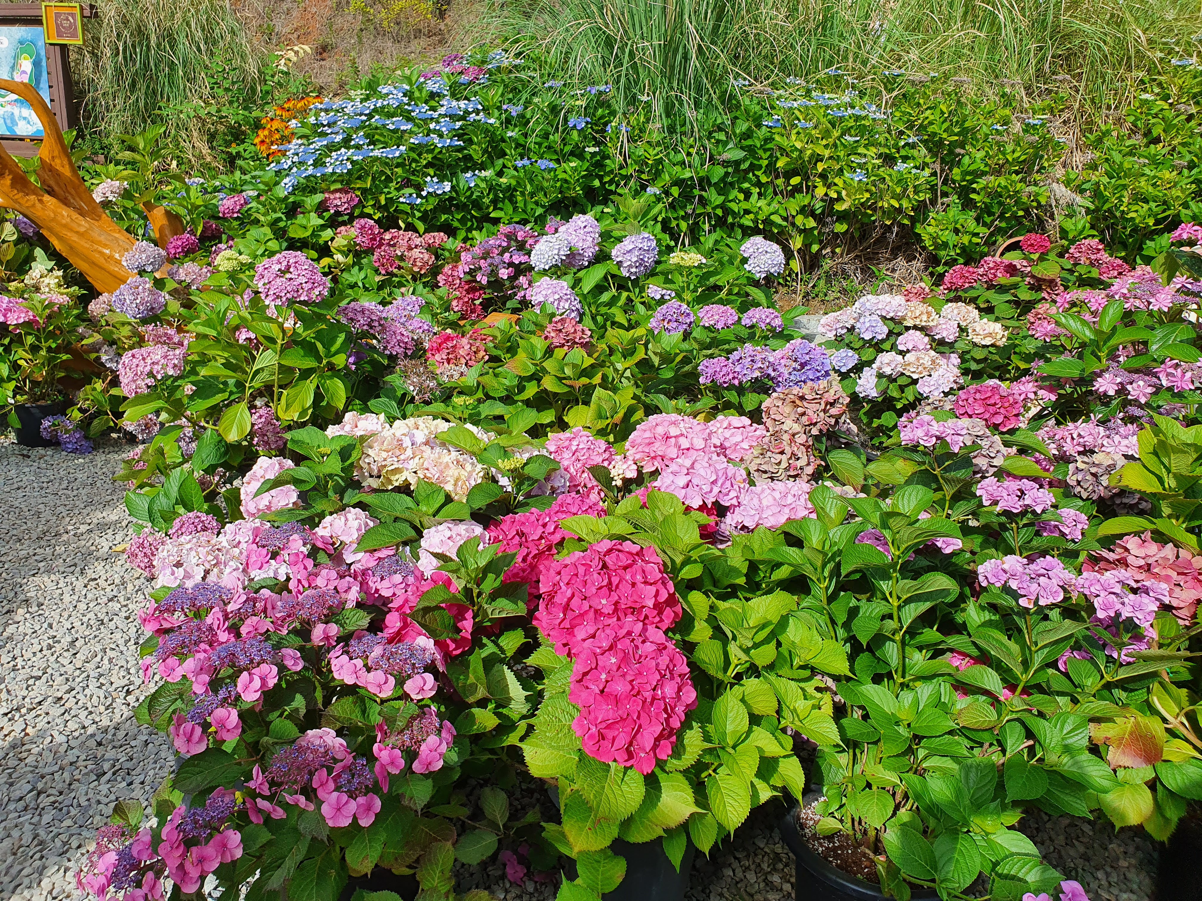 백두대간 수목원